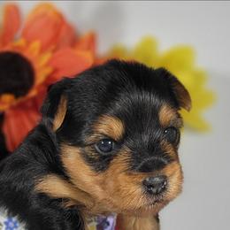 Pink collar girl - Black and tan female Yorkshire Terrier puppy in Jacksonville, Florida from Yorkieology