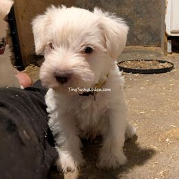 AKC white boy 1 (yellow collar) - White male Miniature Schnauzer puppy in Greencastle, Indiana from Tiny Tushy Lodge