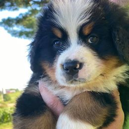 Bernese Mountain Dogs from Midnight Mountain Paws