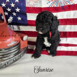 Sunrise - Black female Cockapoo puppy in Mancelona, Michigan from Lavender poodles & doodles