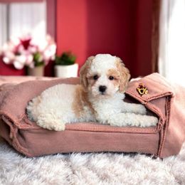 Wyatt - Parti male Poodle puppy in Davie, Florida from Dave Poodles