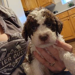 Luca - Brown roan male Lagotto Romagnolo puppy in Lyman, Idaho from Regal Romagnolos