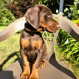 Boy 1 - Red and rust male Doberman Pinscher puppy in Chagrin Falls, Ohio from Schloss Velburg Dobermanns