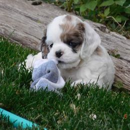 Cocker Spaniel Puppies from Doc's Cockers