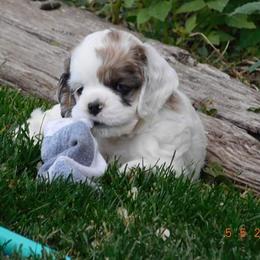 Cocker Spaniel Puppies from Doc's Cockers
