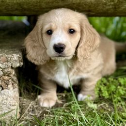 Rip (2,500) - Cream male Dachshund puppy in Stoutland, Missouri from Farmhouse Dachshunds
