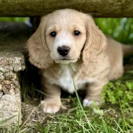 Rip (2,500) - Cream male Dachshund puppy in Stoutland, Missouri from Farmhouse Dachshunds