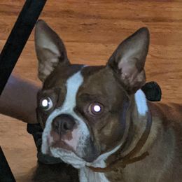 Reba - Boston Terrier