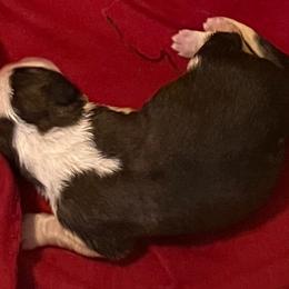 Boy 8 - Red and white male Saint Bernard puppy in New Sharon, Maine from KP Saint Bernards