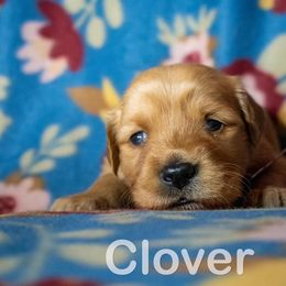 Golden Retriever Puppies from Happy Tails