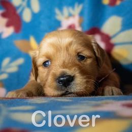 Golden Retriever Puppies from Happy Tails