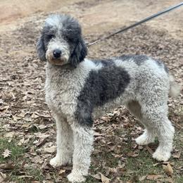 Tiffany - Poodle