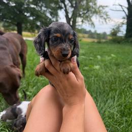 Ralph - Dapple male Dachshund puppy in Ridgeville, Indiana from McCord’s Standard Aussies