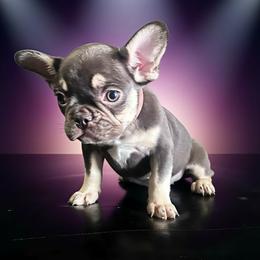 Hera - Tricolors female French Bulldog puppy in Amarillo, Texas from Bomb City Bulldogs