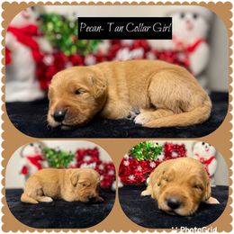 Pecan - Dark golden female Golden Retriever puppy in Touchet, Washington from Northwest Rainbow Aussies and Golden Retrievers