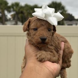 Elfie - Red  male Poodle puppy in Deltona, Florida from Poodles by CNC