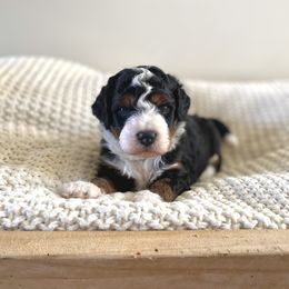 Bernedoodle, Goldendoodle, and Poodle Puppies from Central Valley Canine Companions