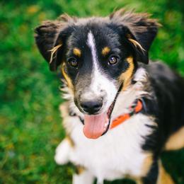 Boy 2 - male Australian Shepherd puppy in Bountiful, Utah from Cara Harker