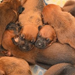 Boy 4 - Rd whtn blk nose male Rhodesian Ridgeback puppy in Greenville, Ohio from Masai's Pride Rhodesian Ridgbacks