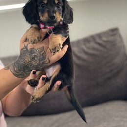 Dachshund and Goldendoodle Puppies from Redlands Farm