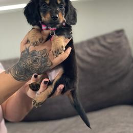 Dachshund and Goldendoodle Puppies from Redlands Farm