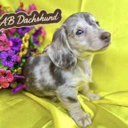 Ruger - Dachshund