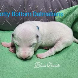 Dalmatian Puppies from Spotty Bottom Dalmatians
