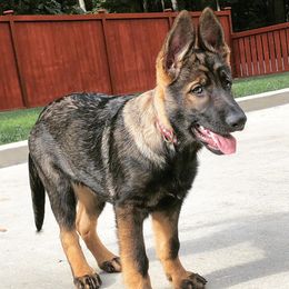 German Shepherds from Von Haus Degurechaff