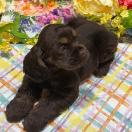 MIAs AKC CH bloodlines Chocolate and Tan Girl - Brown and tan female Cocker Spaniel puppy in Pensacola, Florida from Barbara Richards' Cocker Kennel, Pensacola, FL