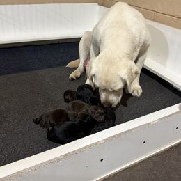 Boy 5 - Chocolate male Labrador Retriever puppy in Wilson’s, Virginia from Cedar Hill Farm Labradors