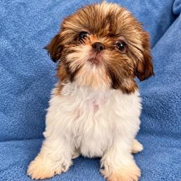 Jason - Liver and white male Shih Tzu puppy in Oak Park, California from Boodaboo Shih Tzu’s