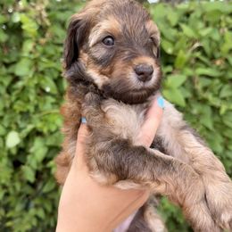 George - Wheaten male Whoodle puppy in Gilbert, Arizona from Gilbert Bernedoodles & Whoodles