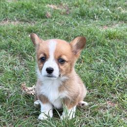 Bella - White and red female Pembroke Welsh Corgi puppy in Hinton, Oklahoma from Corgi Farms