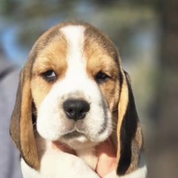 Girl 5 - Black tan and white female Beagle puppy in Napavine, Washington from StormyDaze Labradors & Beagles