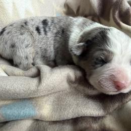 Girl 1-Blue Merle - Blue merle female Australian Shepherd puppy in Mayfield, Kentucky from Hamilton Farms