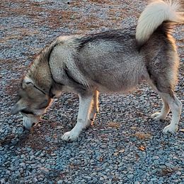 Willow - Alaskan Malamute