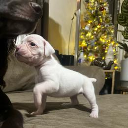 Loren - White female Boxer puppy in Kennewick, Washington from East River Boxers