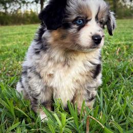 Serena - Blue merle female Miniature American Shepherd puppy in Smithville, Arkansas from Cooper Creek Aussies