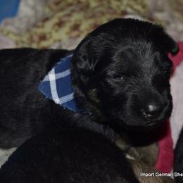 German Shepherd Puppies from Import German Shepherds of Kansas