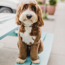 Moose - Australian Labradoodle
