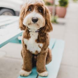 Moose - Australian Labradoodle