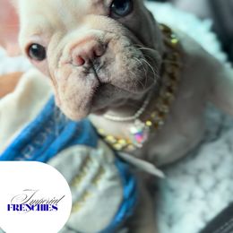 Bubbles - Cream female French Bulldog puppy in Athens, Georgia from Imperial Frenchies