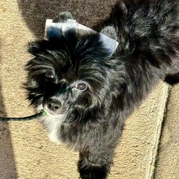 Chinese Crested and Yorkshire Terrier Puppies from FronkLinn Kennel