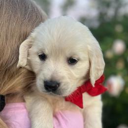 Miss Red - Light golden female Golden Retriever puppy in Nampa, Idaho from Farmhouse Goldens