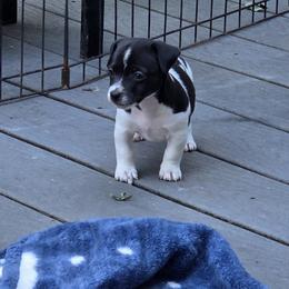 Teddy Roosevelt Terrier Puppies from Cherokeepoint Teddy Roosevelt Terriers