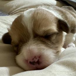 Kipp - Red male Pembroke Welsh Corgi puppy in Brashear, Texas from Sherwood Acres Pembrokes