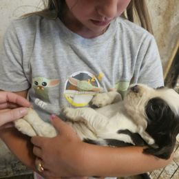 Nestor - Liver and white male English Springer Spaniel puppy in Coxs Creek, Kentucky from Bluegrass Bend English Springer Spaniels