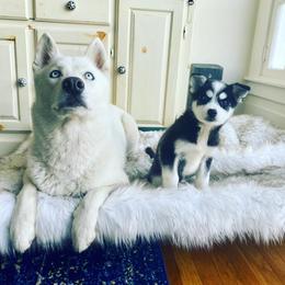 Pomsky Puppies from Periwinkle Pomskies