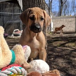 Rhodesian Ridgebacks from LionRidge Rhodesian Ridgebacks