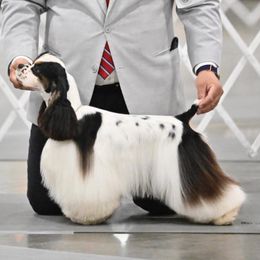 REMEDY - Cocker Spaniel